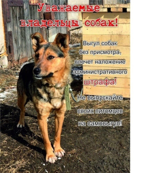 Обращение к владельцам собак!. Обращение к владельцам собак!.